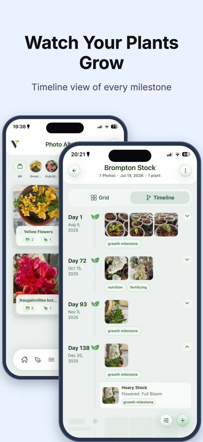 Verdora Gallery Timeline showing plant growth milestones